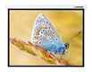 Lumien
Экран моторизированный Master Сontrol  4:3 (229х305)