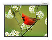 Lumien
Экран настенный Master Picture  1:1 (305х305)