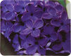 Коврик для мыши Buro BU-M20049 рисунок/сирень [291846]